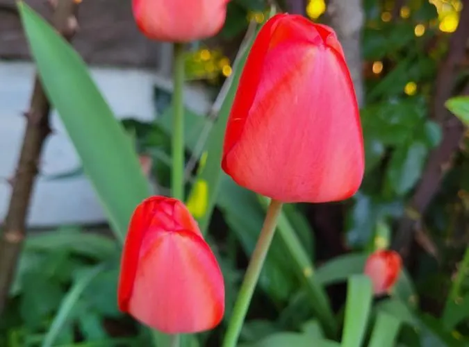 De La Roulotte De L'epine Maison d'hôtes